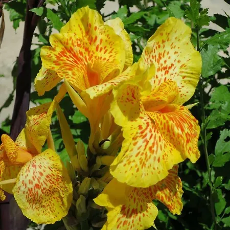 Apartment Prime And Exclusive Seafront Location Sunset *